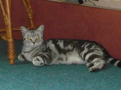 Prodám britská whiskas koťátka