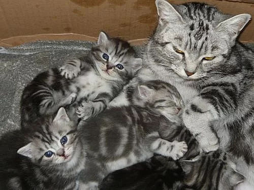 Prodám britská whiskas koťátka