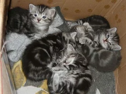 Prodám britská whiskas koťátka