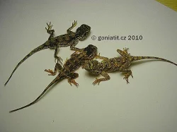 Drobný druh agam - vzácný odchov !