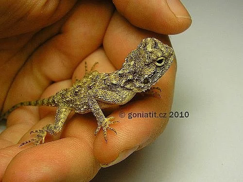 Drobný druh agam - vzácný odchov !