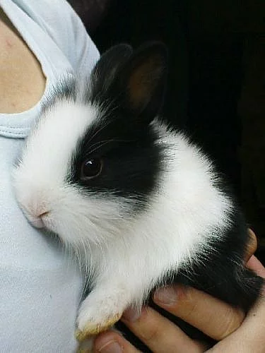 ZAKRSLÍ KRÁLÍČCI PO OTCI TEDDY S RODOKMENEM!