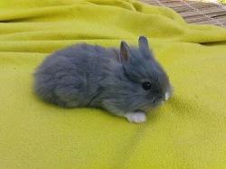 ZAKRSLÍ KRÁLÍČCI PO OTCI TEDDY S RODOKMENEM!