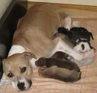 Americký Pitbullteriér