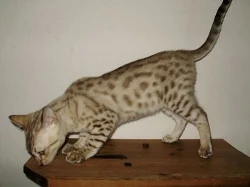 Bengálská sněžná koťata s PP