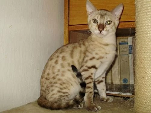 Bengálská sněžná koťata s PP