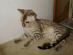 Bengálská sněžná koťata s PP