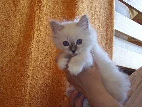 Prodám koťata Birmy posvátné