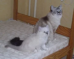 Prodám koťata Birmy posvátné