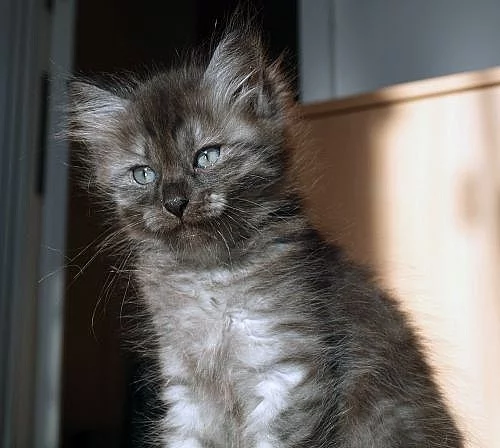 Sibiřská koťata s PP.