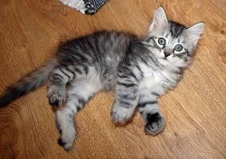 Sibiřská koťata s PP.