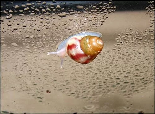 Achatina Reticulata (obří africký šnek)