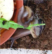 Achatina Reticulata (obří africký šnek)