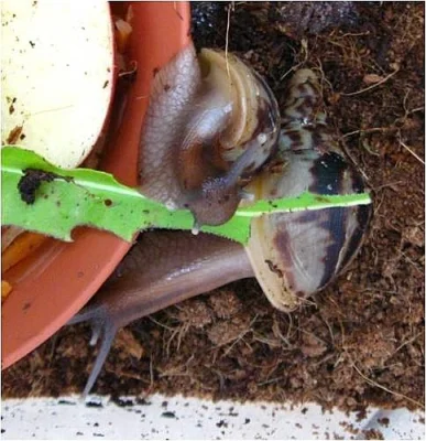  Achatina Reticulata (obří africký šnek)
