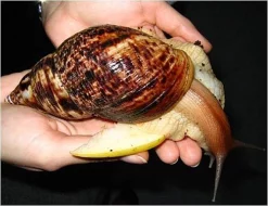 Achatina Reticulata (obří africký šnek)