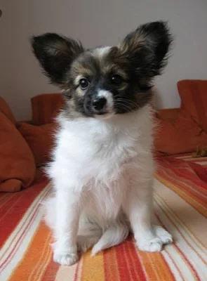 Papillon