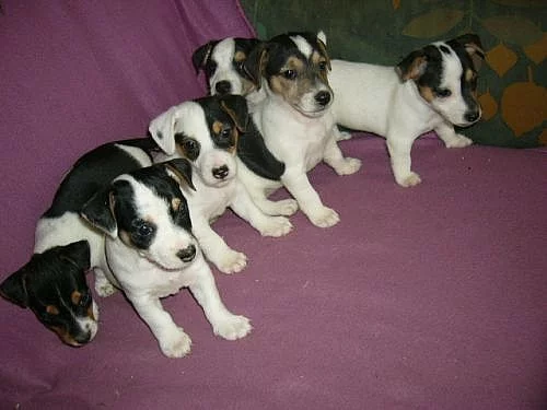ŠTĚŇATA JACK RUSSELL TERIER