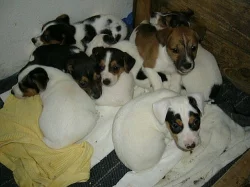ŠTĚŇATA JACK RUSSELL TERIER
