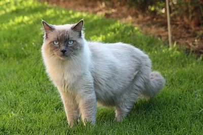 Prodám modrooké koťátko Ragdoll 