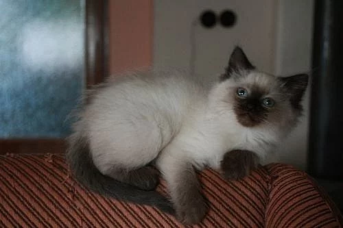 Prodám modrooké koťátko Ragdoll