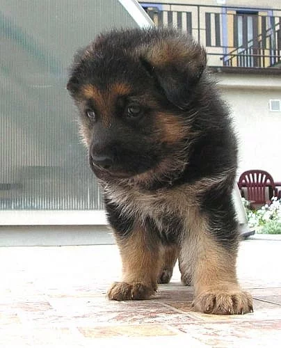 Štěňátko NO s PP