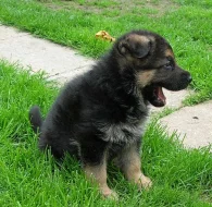 Štěňátko NO s PP