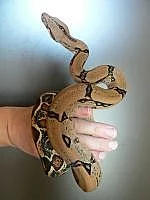 Boa constrictor imperator