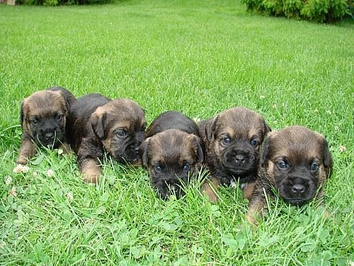 Prodám štěnata border terierů