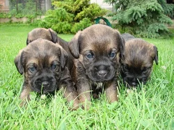 Prodám štěnata border terierů