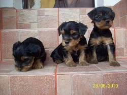 krásná štěnátka