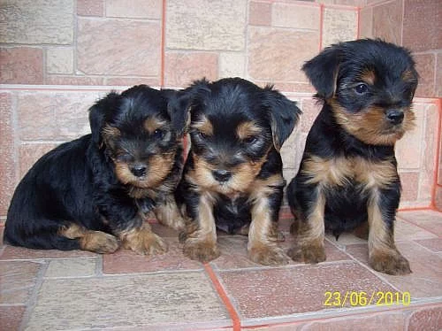 krásná štěnátka