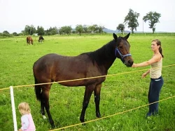 Prodám roční kobylku Appaloosa