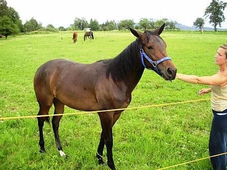 Prodám roční kobylku Appaloosa