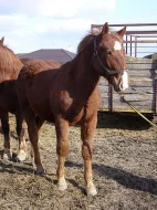 NORIK - prodám hřebečky