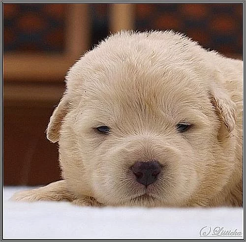 Kavkazský pastevecký pes FCI štěňátka