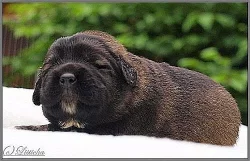 Kavkazský pastevecký pes FCI štěňátka