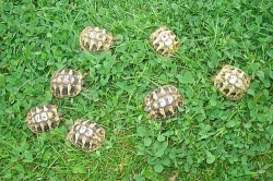 Testudo hermanni - zelenavá NZ 2009
