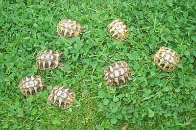 Testudo hermanni - zelenavá NZ 2009 