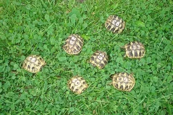 Testudo hermanni - zelenavá NZ 2009