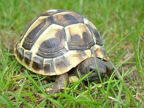 Testudo hermanni - zelenavá NZ 2009