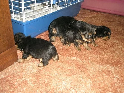 Prodám štěnata yorkš.ter.bez pp