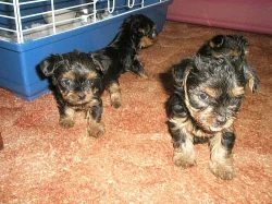 Prodám štěnata yorkš.ter.bez pp