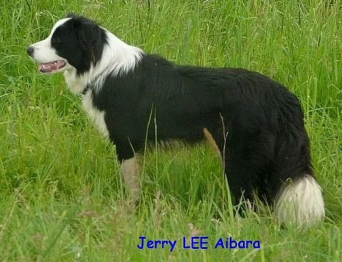 Border collie