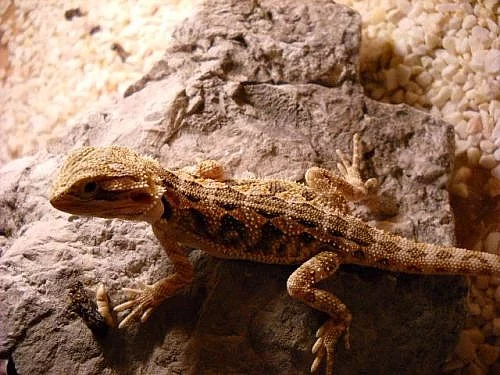 Agama Vousatá - Pogona Vitticeps