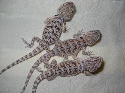 Agama Vousatá - Pogona Vitticeps
