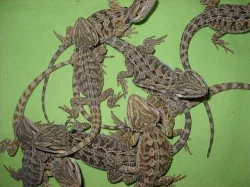 Agama Vousatá - Pogona Vitticeps