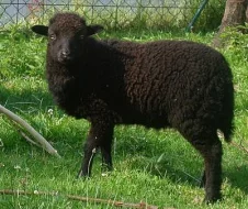 Quessantská mini ovečka na prodej