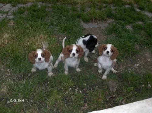 Kavalír king charles španěl