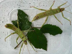 Strašilky Lamponius guerini,Eurycantha sp.