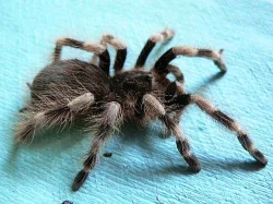 Sklípkany Br.albopilosum,N.coloratovillosum